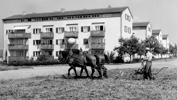 Schwarz-weiß Bild mit Pferden auf dem Feld vor Wohnhäusern