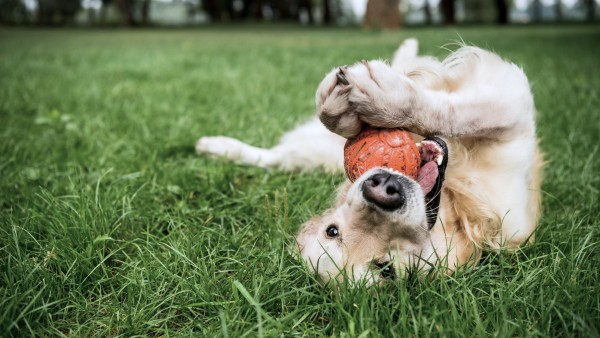 Hunde-Freilauf